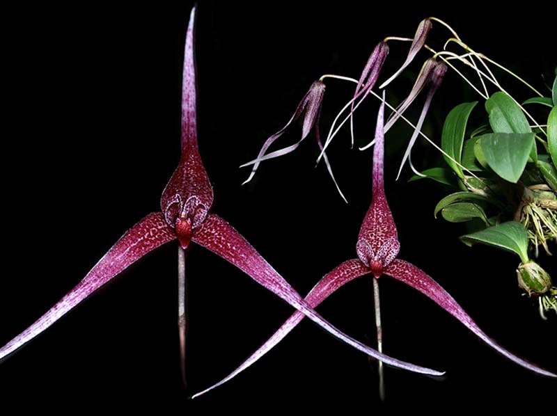 bulbophyllum_wolfei_cd