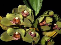 bifrenaria_calcarata_cd