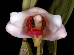 bifrenaria_harrisonae2_cd