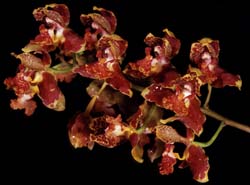 bifrenaria_saxicola_cd