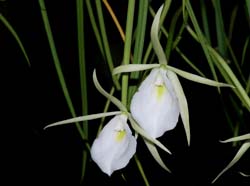 brassavola_acaulis_ip_cd