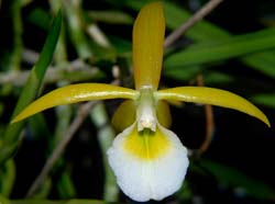 brassavola_amazonica_ws_cd