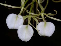 brassavola_cordata_ws_cd