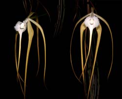 brassavola_cucullata_cd