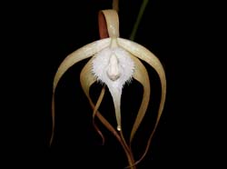 brassavola_cucullata_ws_cd