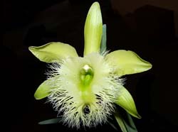 brassavola_digbyana_ws_cd