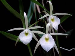 brassavola_flagellaris_cd