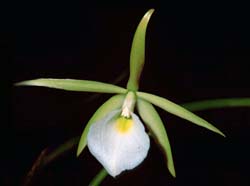 brassavola_gardneri_GG