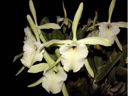 brassavola_glauca2_cd