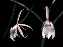 brassavola_martiana_cd