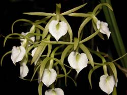 brassavola_subulifolia_ws_cd