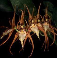 brassia_lanceana2_cd