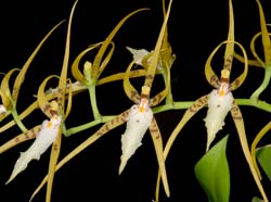 brassia_lanceana3_ws_cd