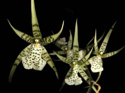 brassia_maculata_cd