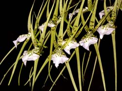 brassia_verrucosa_cd