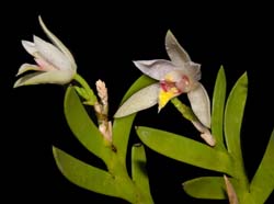 bromhedia_aporoides_ws_cd