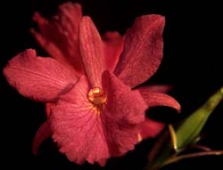 brougthonia_sanguinea_cd