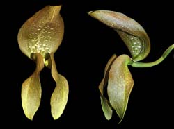 bulbophyllum_ bufordiense 3_cd