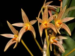 bulbophyllum_affine_cd