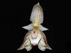 bulbophyllum_ambrosia_ws_cd