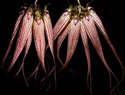 bulbophyllum_anne_bucklebury_cd