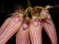 bulbophyllum_anne_bucklebury_ws_cd