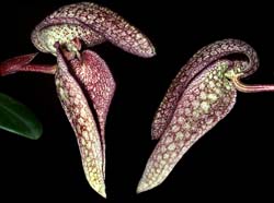 bulbophyllum_arfakianum_cd