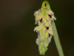 bulbophyllum_averyanovii_IP_cd