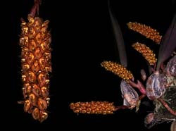 bulbophyllum_bidentatum_cd