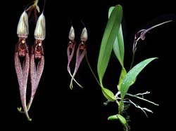 bulbophyllum_biflorum_cd