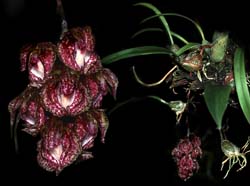 bulbophyllum_bisetum_cd