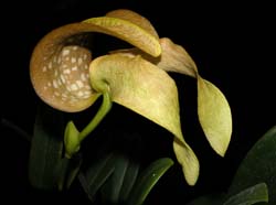 bulbophyllum_bufordiense_1_cd