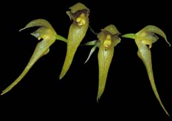 bulbophyllum_caespitosum_cd