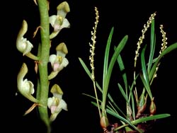 bulbophyllum_calyptratum_cd