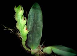 bulbophyllum_carnosisepalum_cd