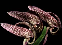 bulbophyllum_cominsii_cd