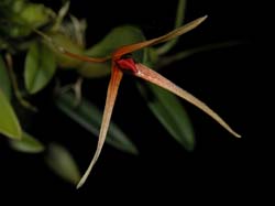 bulbophyllum_concinnum_cd