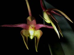 bulbophyllum_copelandii_cd