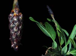 bulbophyllum_coriophorum_cd