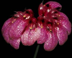 bulbophyllum_coroliferum_cd