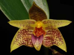 bulbophyllum_coweniorum_ws_cd