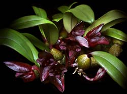 bulbophyllum_cruentum_cd