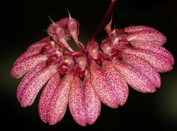 bulbophyllum_curtisii_ip_cd