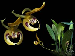 bulbophyllum_dearei_cd