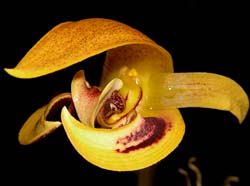 bulbophyllum_dearei_ws_cd