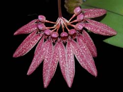 bulbophyllum_eberhardii_longiflorum_cd