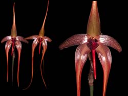 bulbophyllum_echinolabium_cd