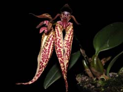 bulbophyllum_emly_siegerist_cd