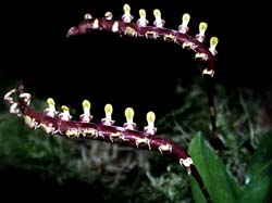 bulbophyllum_falcatum_cd