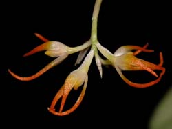 bulbophyllum_fischeri_cd